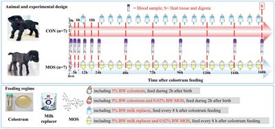 Supplementing Mannan Oligosaccharide Reduces the Passive Transfer of Immunoglobulin G and Improves Antioxidative Capacity, Immunity, and Intestinal Microbiota in Neonatal Goats